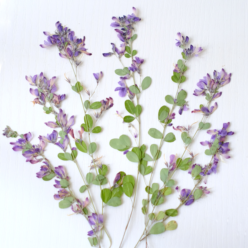 Resin Art Baby - 6 stuks, natuurlijke Lespedeza Formosa gedroogde