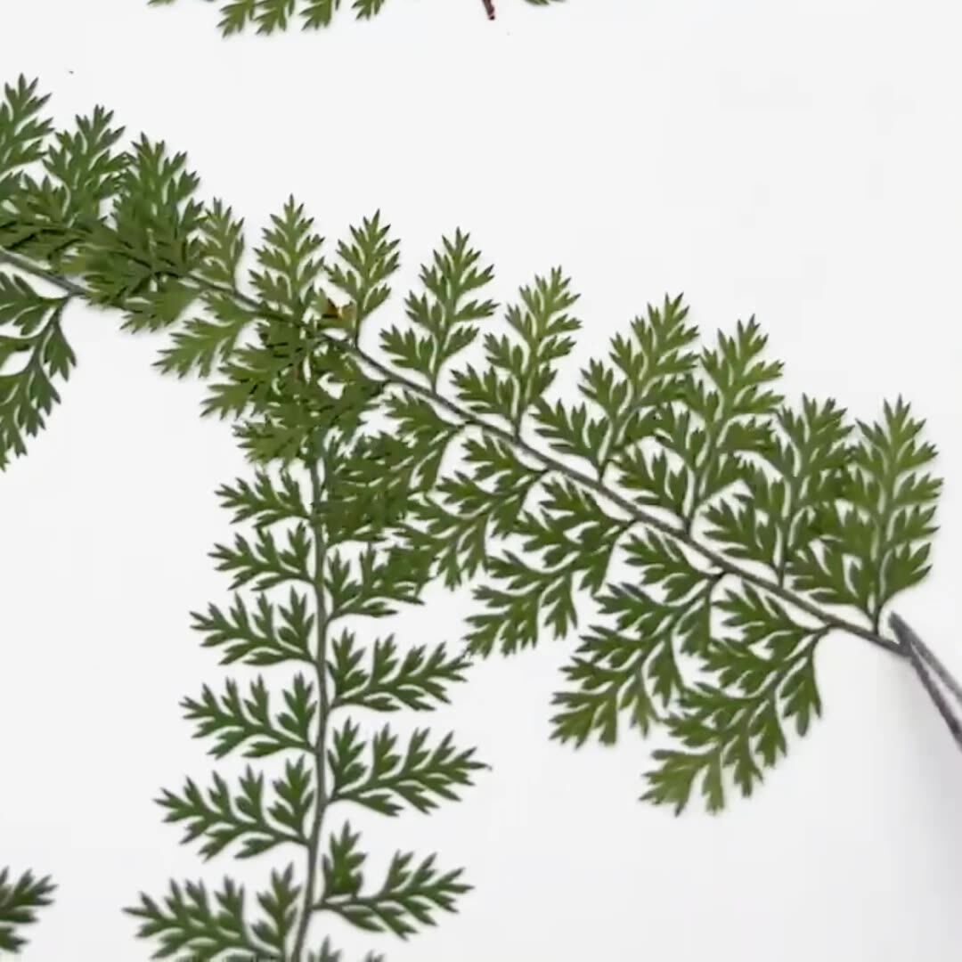 100 stuks natuurlijke regenfer - Resin Art Baby recensie en prijs